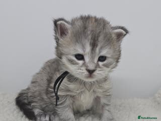 Maine Coon cats Chunky TICA registered Maine Coon Kittens - Advert 6