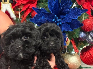 Cavapoo dogs Cavapoo puppies 2 beautiful little girls left - Advert 16