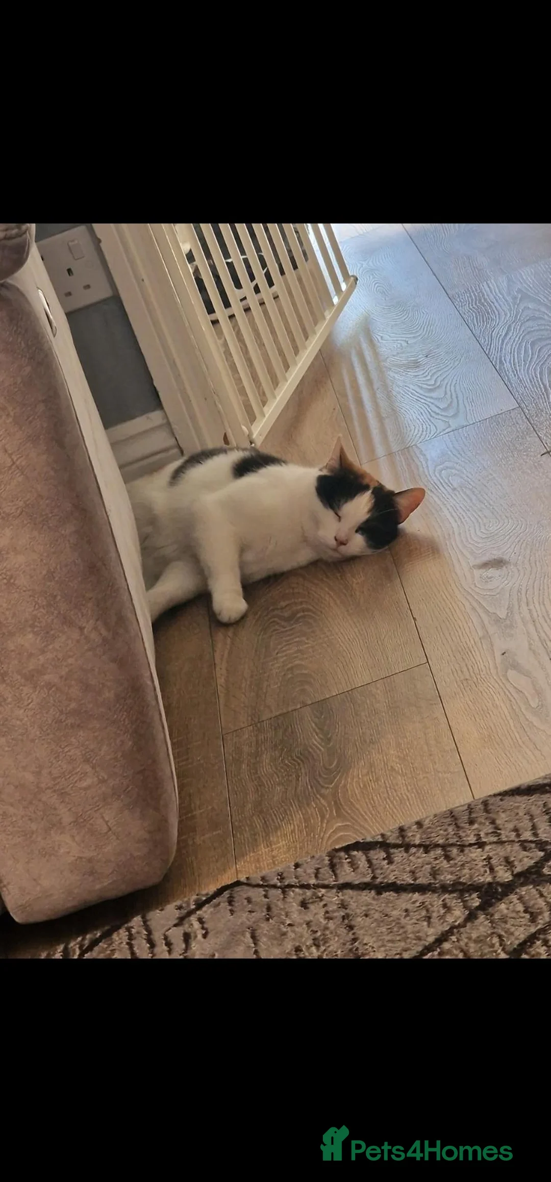 Mixed Breed cats for sale: Beautiful calico girl  - Advert 3