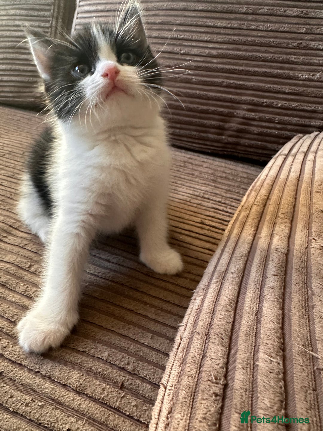 Ragdoll cats for sale: Adorable Ragdoll cross Male Kitten Available  - Advert 3