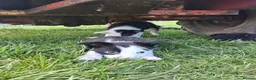 Border Collie dogs for sale: Border Collie pups for sale - Advert 13