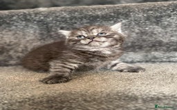 British Shorthair cats for sale: brithis shorthair kitten  - Image 5