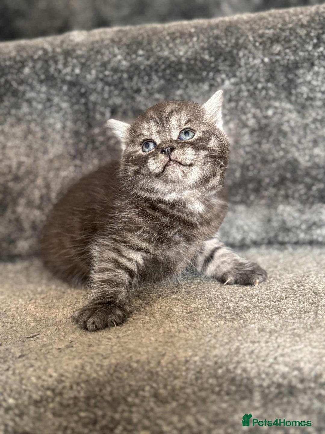 British Shorthair cats for sale: brithis shorthair kitten  - Image 5
