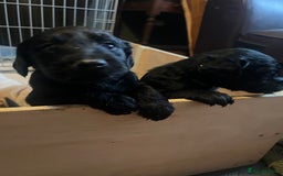 Labrador Retriever dogs for sale: Labrador puppies - Image 12