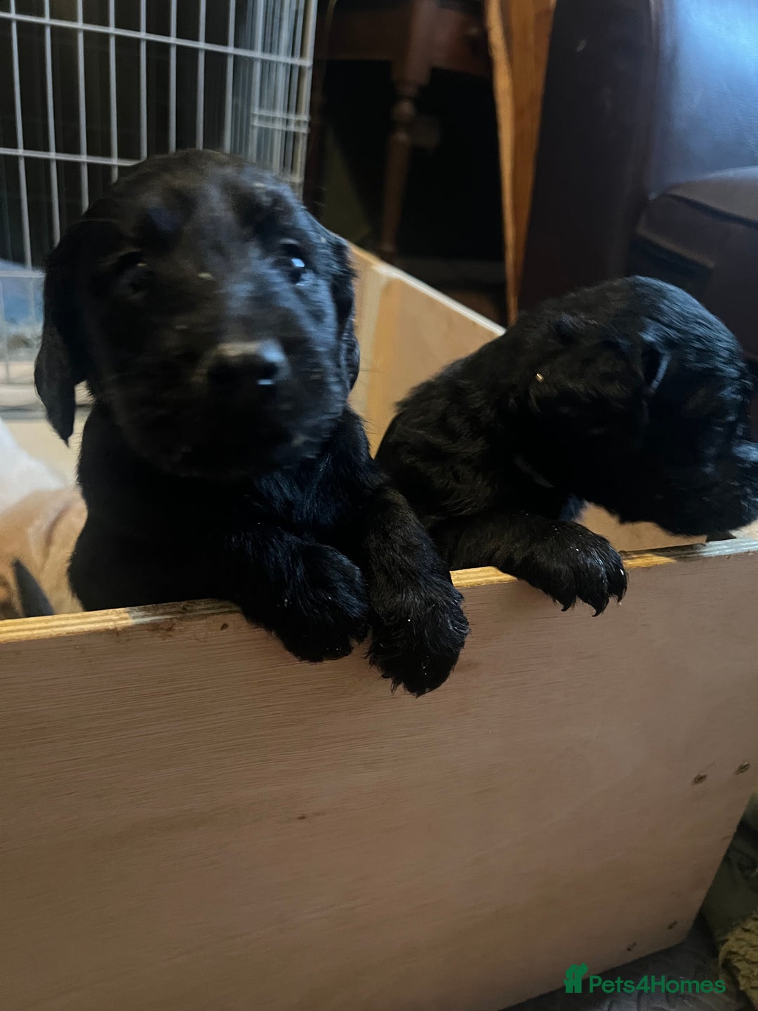 Labrador Retriever dogs for sale: Labrador puppies - Image 12