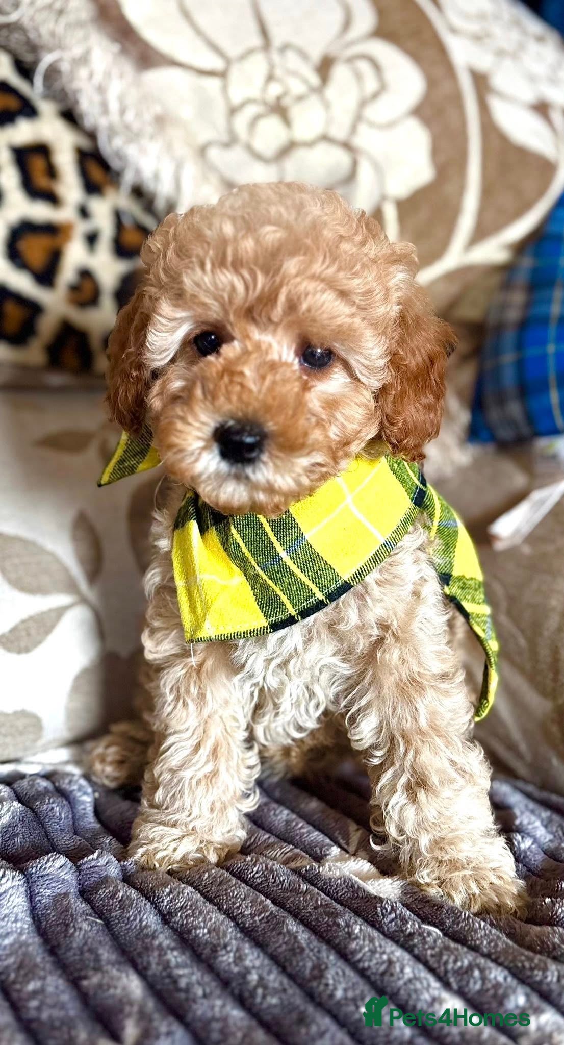 Cavapoo dogs Molly-Mae -F1b Golden Girl available  - Advert 2
