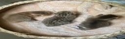 British Shorthair cats for sale: 🏆😍 Irresistible Golden Chinchilla’s Mini BSH🏆😍 in Birmingham - Advert 17
