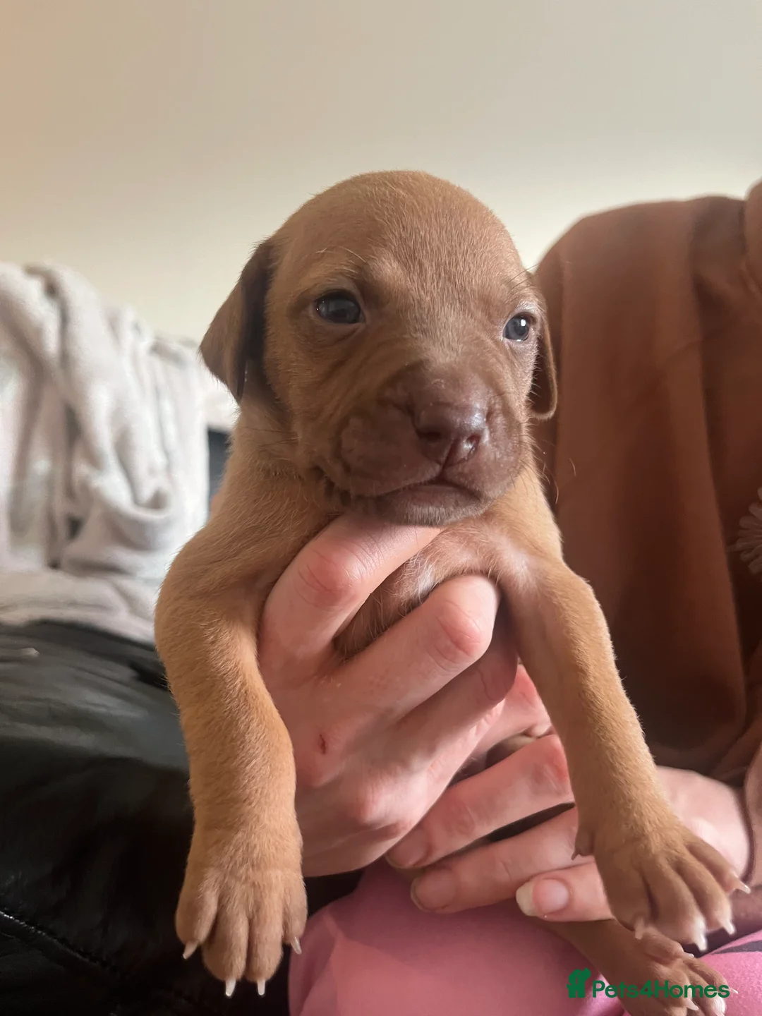 Mixed Breed dogs for sale: blue staff cross american bulldog  - Advert 3