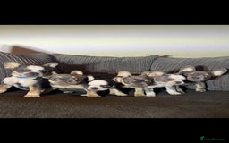 French Bulldog dogs for sale: Premium French Bulldog Puppies  - Advert 14