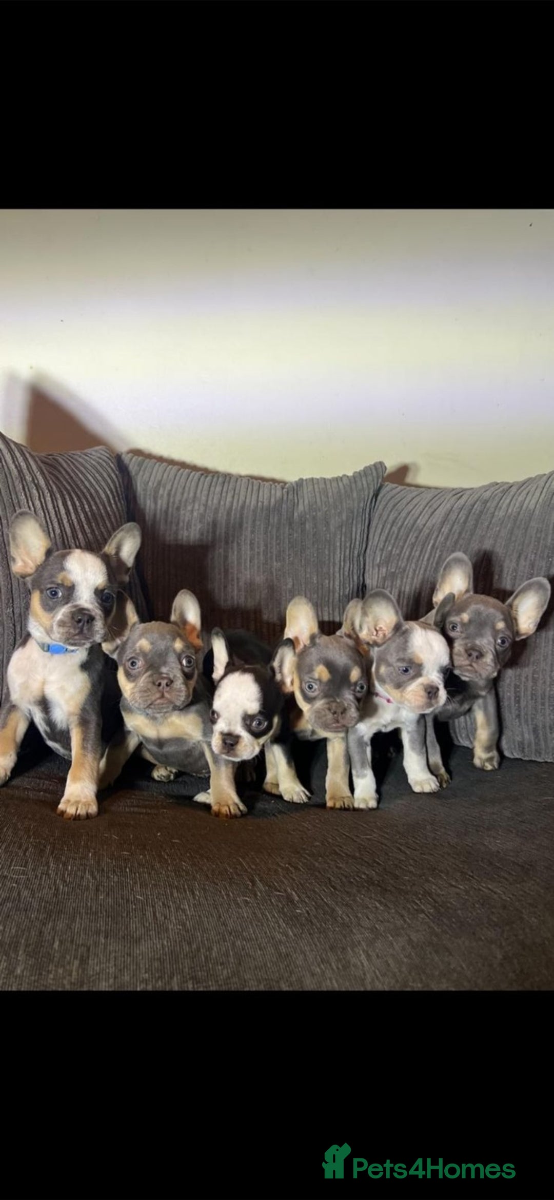 French Bulldog dogs for sale: Premium French Bulldog Puppies  - Advert 14