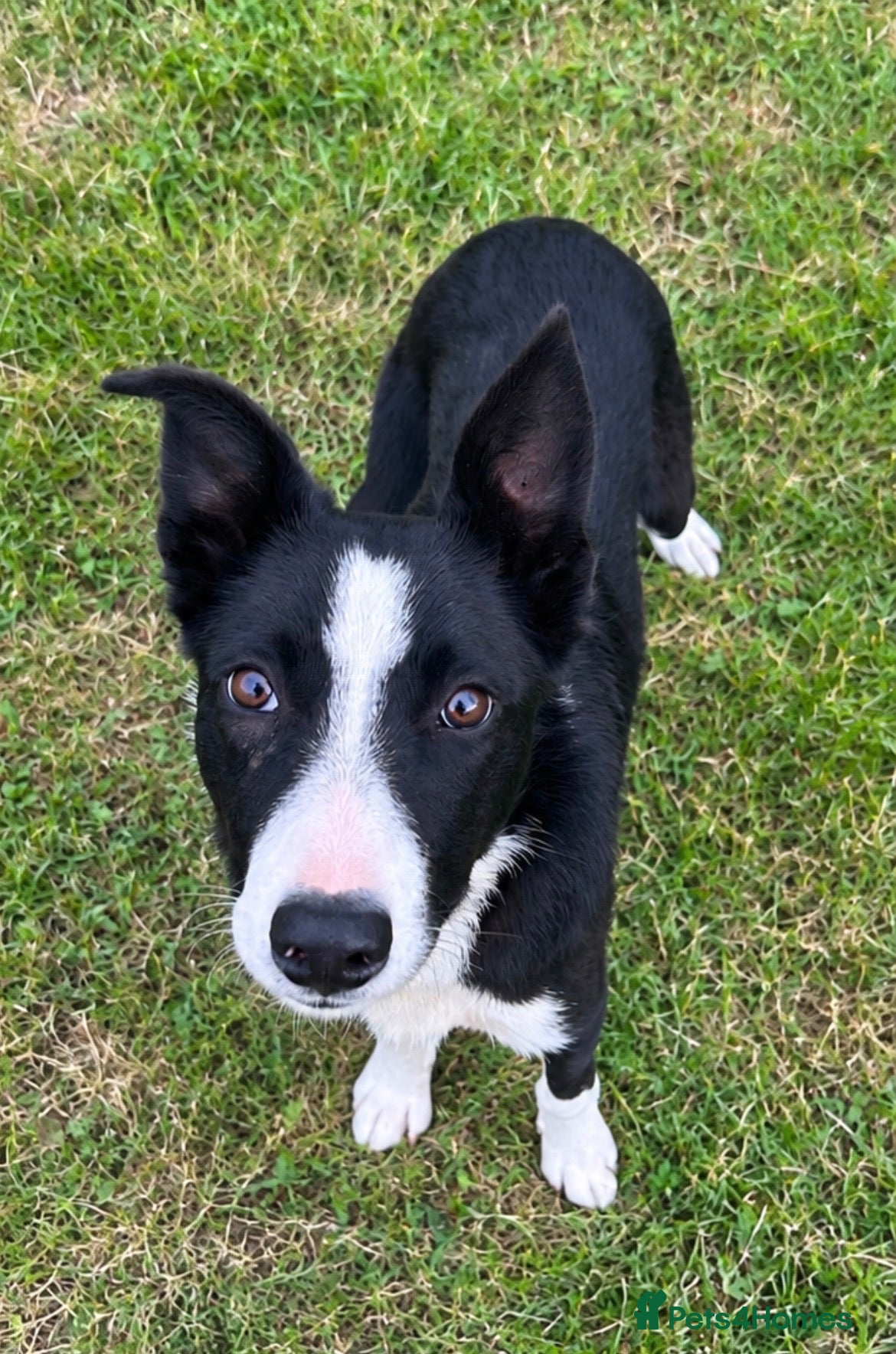 Border Collie dogs Mossy - beautiful male border collie - Advert 6