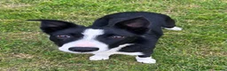 Border Collie dogs for sale: Mossy - beautiful male border collie - Advert 1