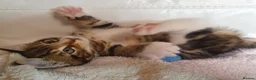 Maine Coon cats for sale: 5 Lovely Maine Coon cross kittens for sale - Advert 20