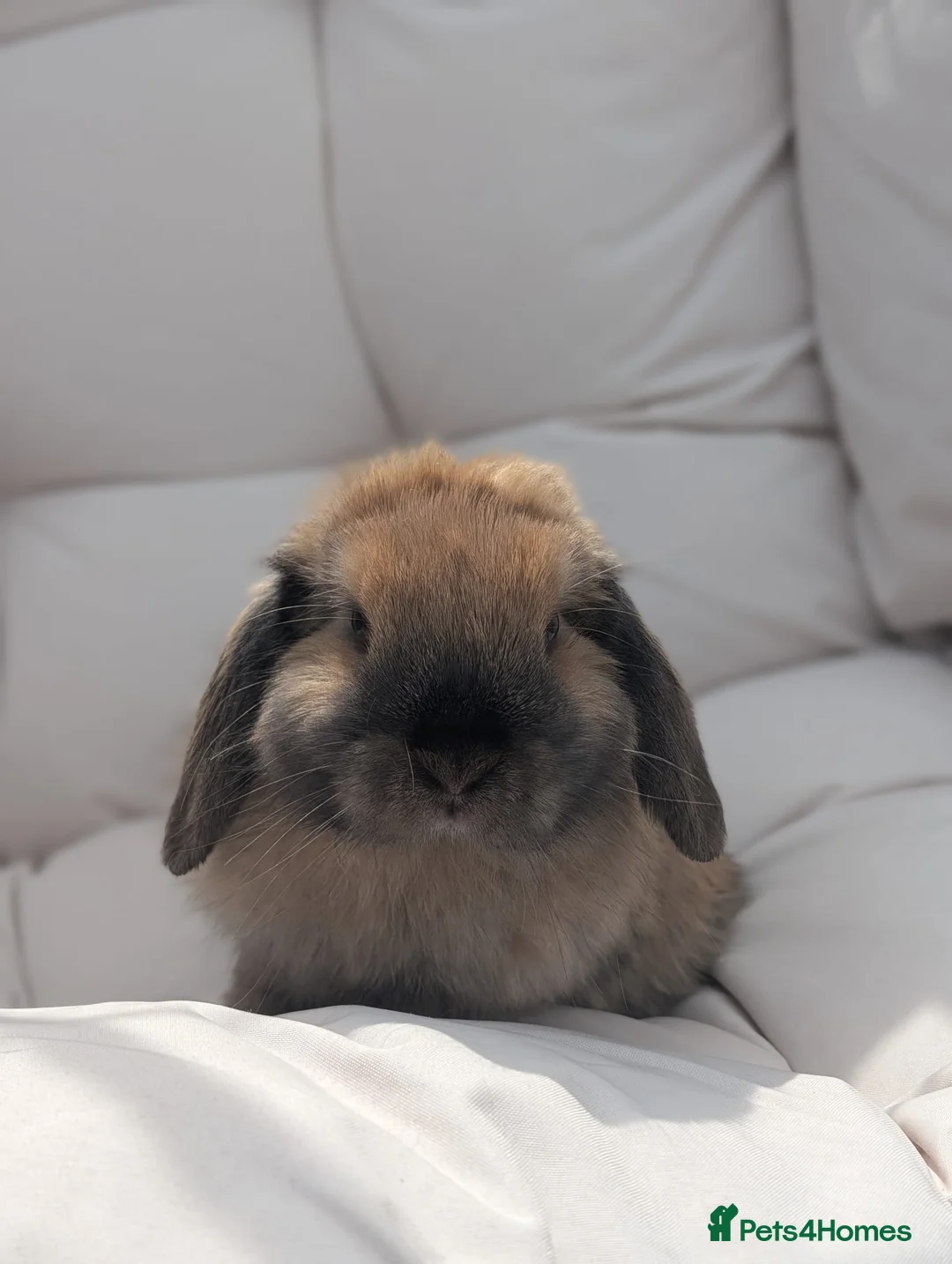 Dwarf Lop rabbits for sale: Bonded Pair Of Dwarf Lop Does - Gabby & Nola🐇🐇 - Advert 2