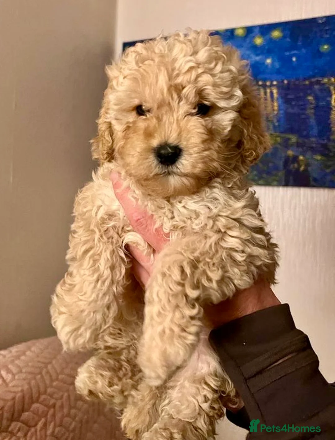 Cockapoo dogs for stud: Ralf.  in Dunfermline - Advert 10