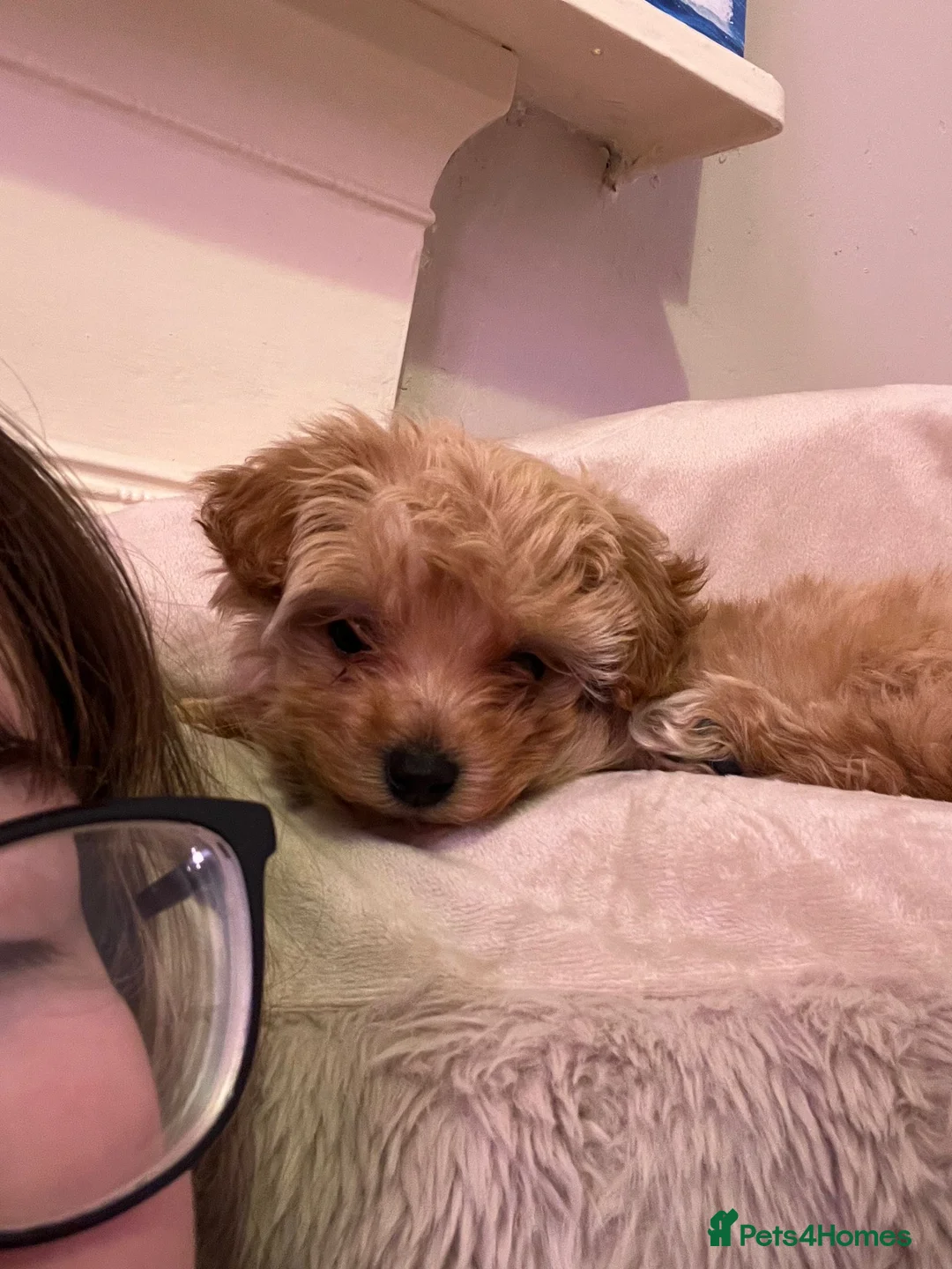 Maltipoo dogs for sale: Gorgeous apricot female maltipoo in Exmouth - Advert 2