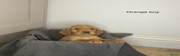 Cocker Spaniel dogs for sale: KC Reg hereditary clear working Cocker spaniels in Ingatestone - Advert 3