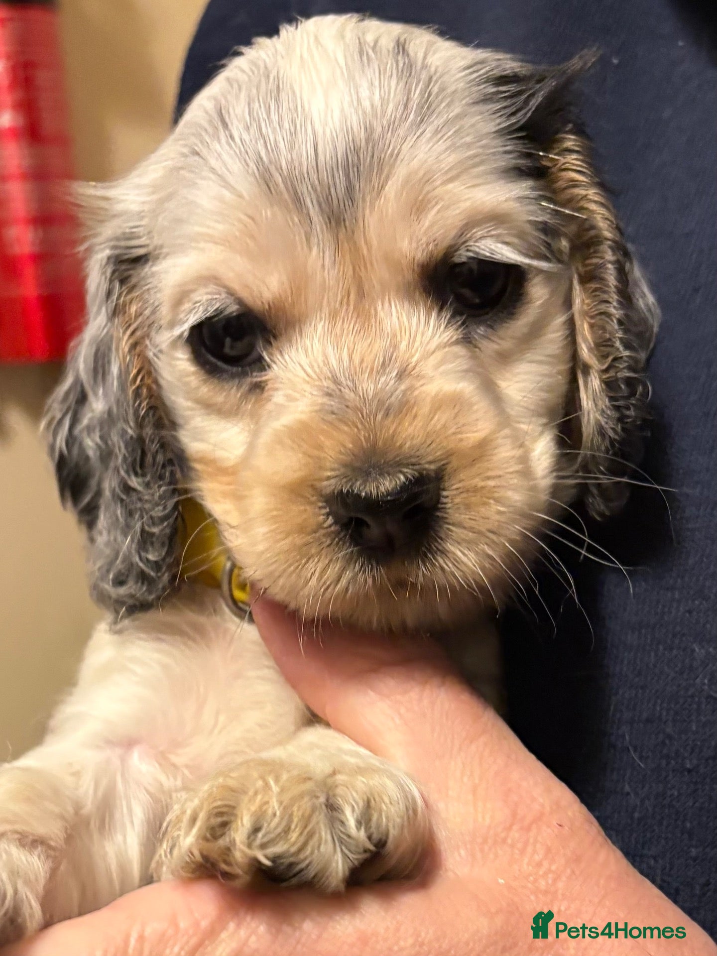 Cocker Spaniel dogs Perfect puppies bred for health & temperament - Advert 2