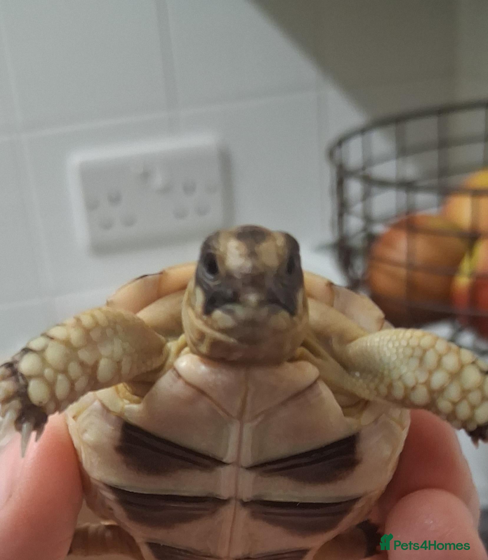 Tortoise reptiles Baby tortoise for salrle with paperwork - Advert 18