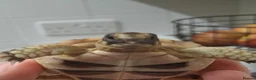Tortoise reptiles for sale: Baby tortoise for salrle with paperwork in Oswestry - Advert 1