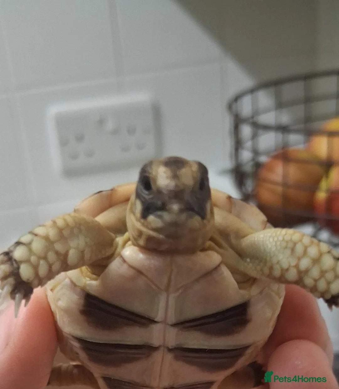 Tortoise reptiles for sale: Baby tortoise for salrle with paperwork in Oswestry - Advert 1
