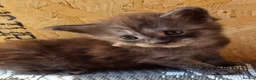 Maine Coon cats for sale: 1 Boy 1 Girl TAKE HOME TODAY - Advert 5