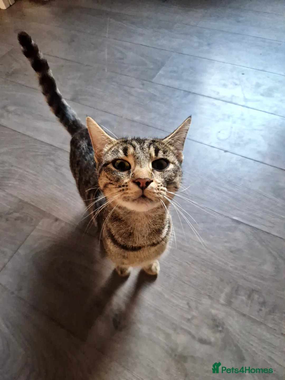 Mixed Breed cats for sale: 6 long and short haired fluffy kittens. - Advert 7