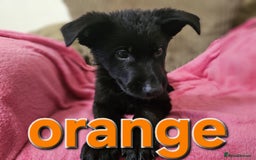 German Shepherd dogs for sale: German Shepherd puppies - Image 9