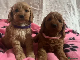 Cockapoo dogs Cockapoo puppies - Advert 10