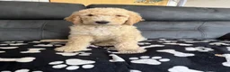 Goldendoodle dogs for sale: Beautiful golden doodle puppies for sale  - Advert 17