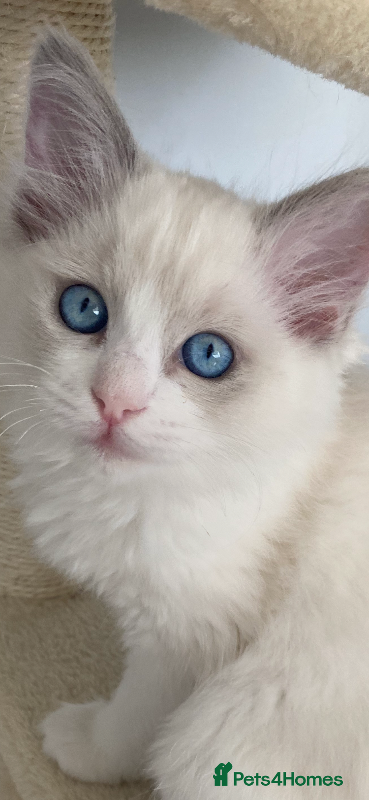 Ragdoll cats TICA REGISTERED PUREBRED RAGDOLL KITTENS AVAILABLE - Advert 1