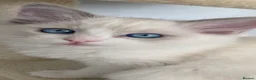 Ragdoll cats for sale: 3 LEFT!!! TICA REGISTERED RAGDOLL KITTENS  - Advert 7
