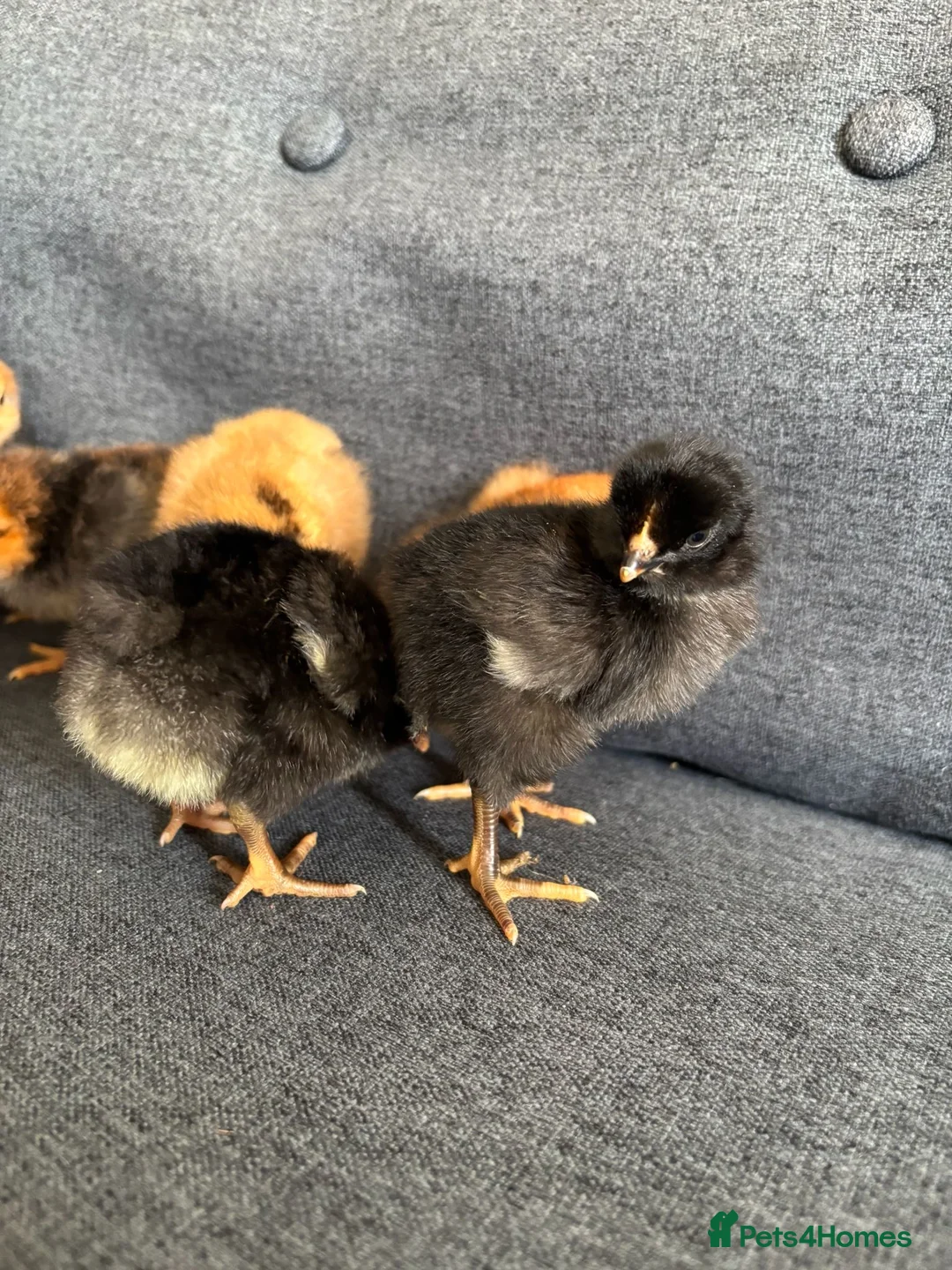 Mixed Breed livestock for sale: Newly Hatched Chicks in Llandeilo - Advert 7