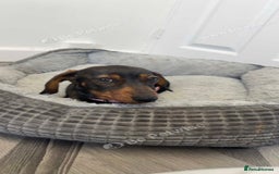 Dachshund dogs for sale: For sale beautiful miniature dachshund girl - Advert 2