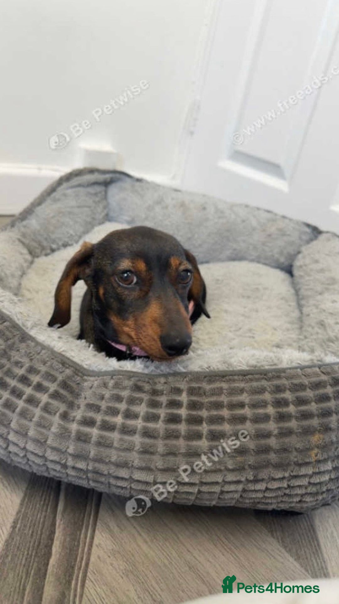 Dachshund dogs for sale: For sale beautiful miniature dachshund girl - Advert 2