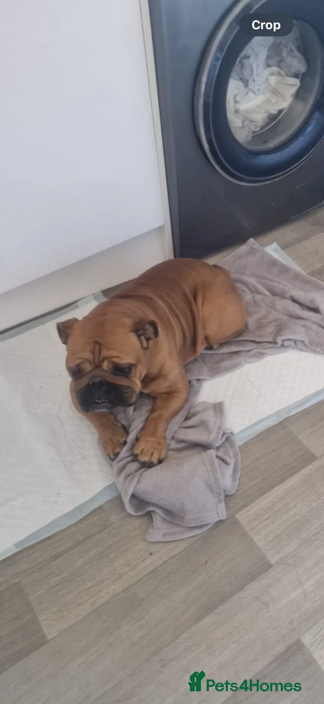 English Bulldog dogs for sale: English Bulldog  girl - Advert 3