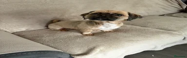 Shih Tzu 2