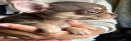 Chihuahua dogs for sale: Chihuahua puppies - Advert 3