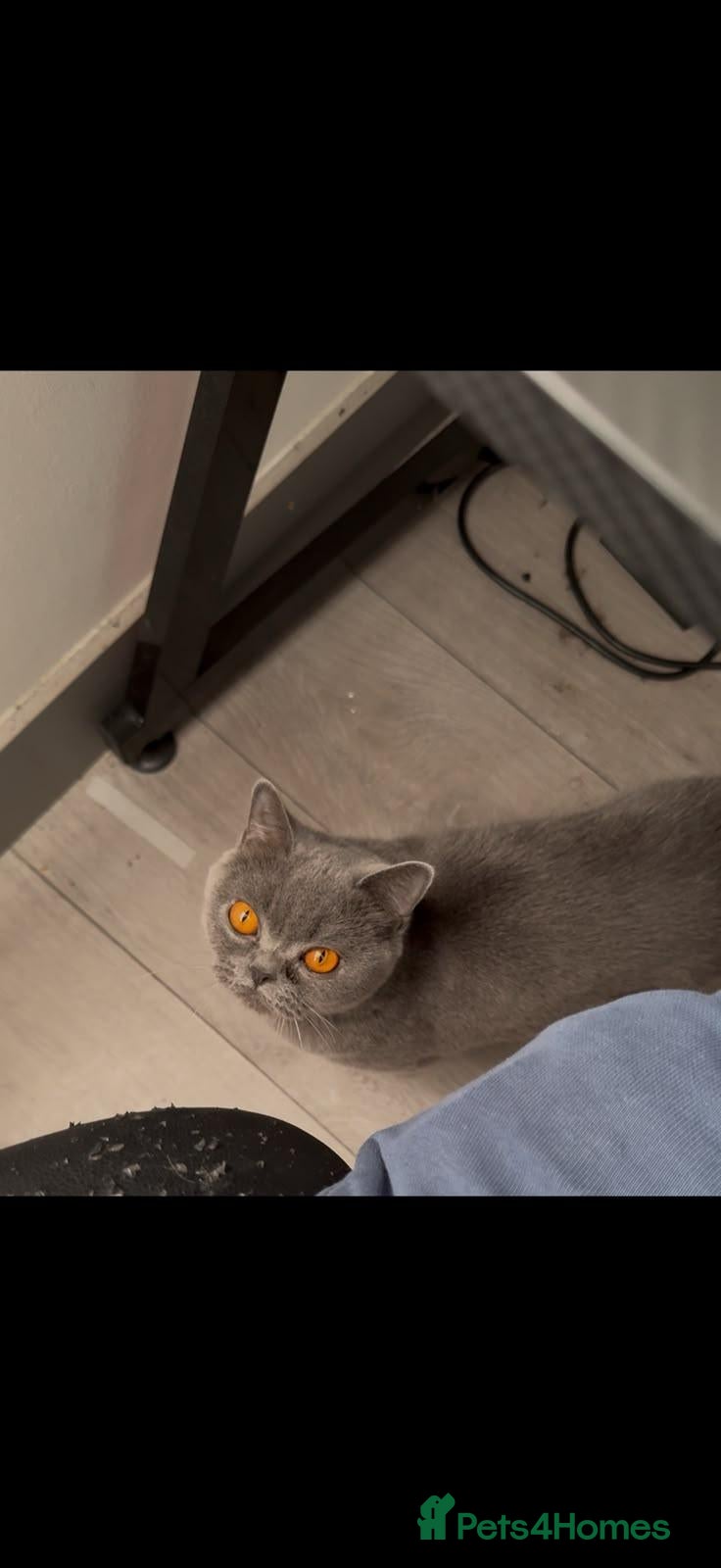 British Shorthair cats Full Breed Blue British Shorthair - Advert 3