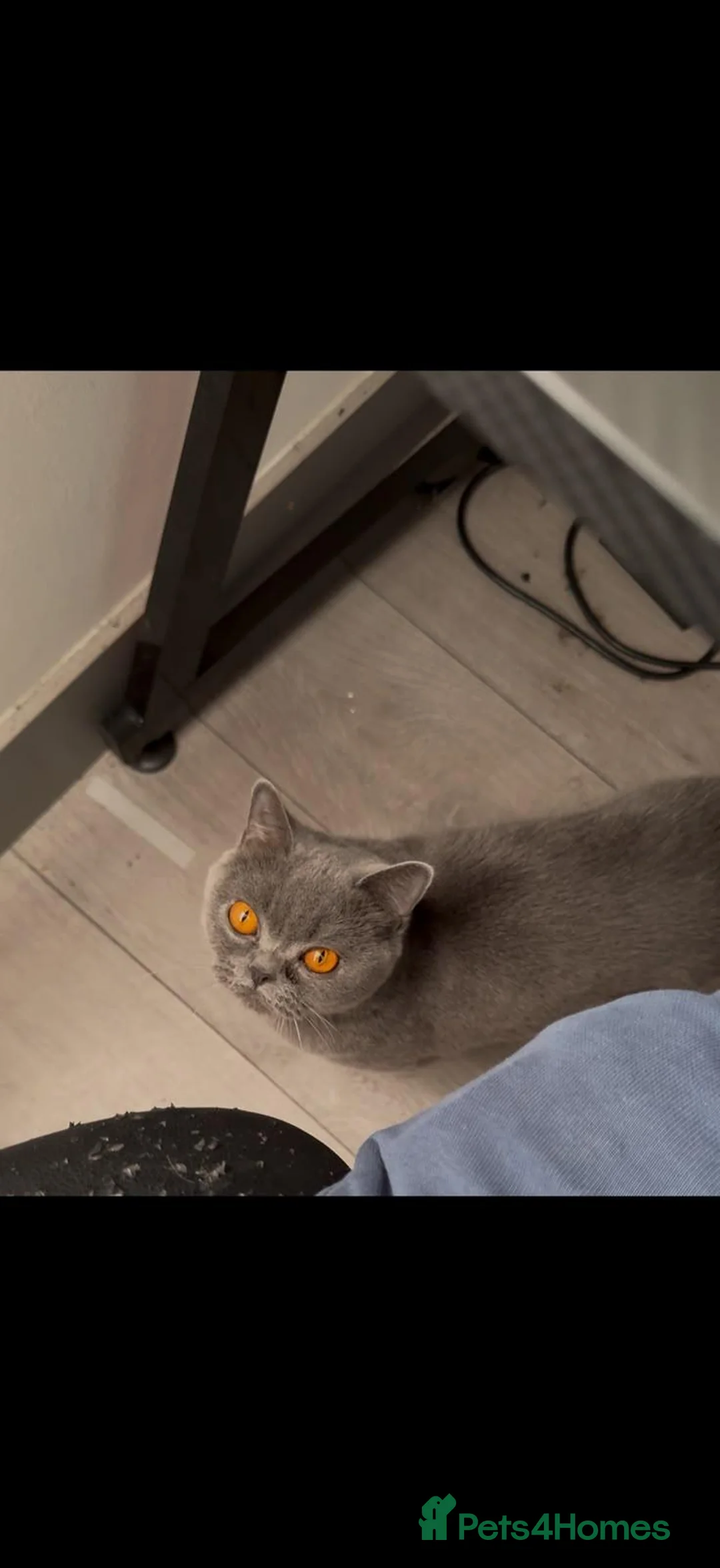 British Shorthair cats for sale: Full Breed Blue British Shorthair in Erith - Advert 1