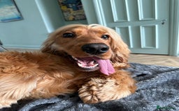 Cocker Spaniel dogs for stud: PROVEN Golden Show type Cocker spaniel STUD in Swindon - Image 5