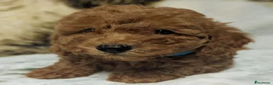 Toy Poodle 1