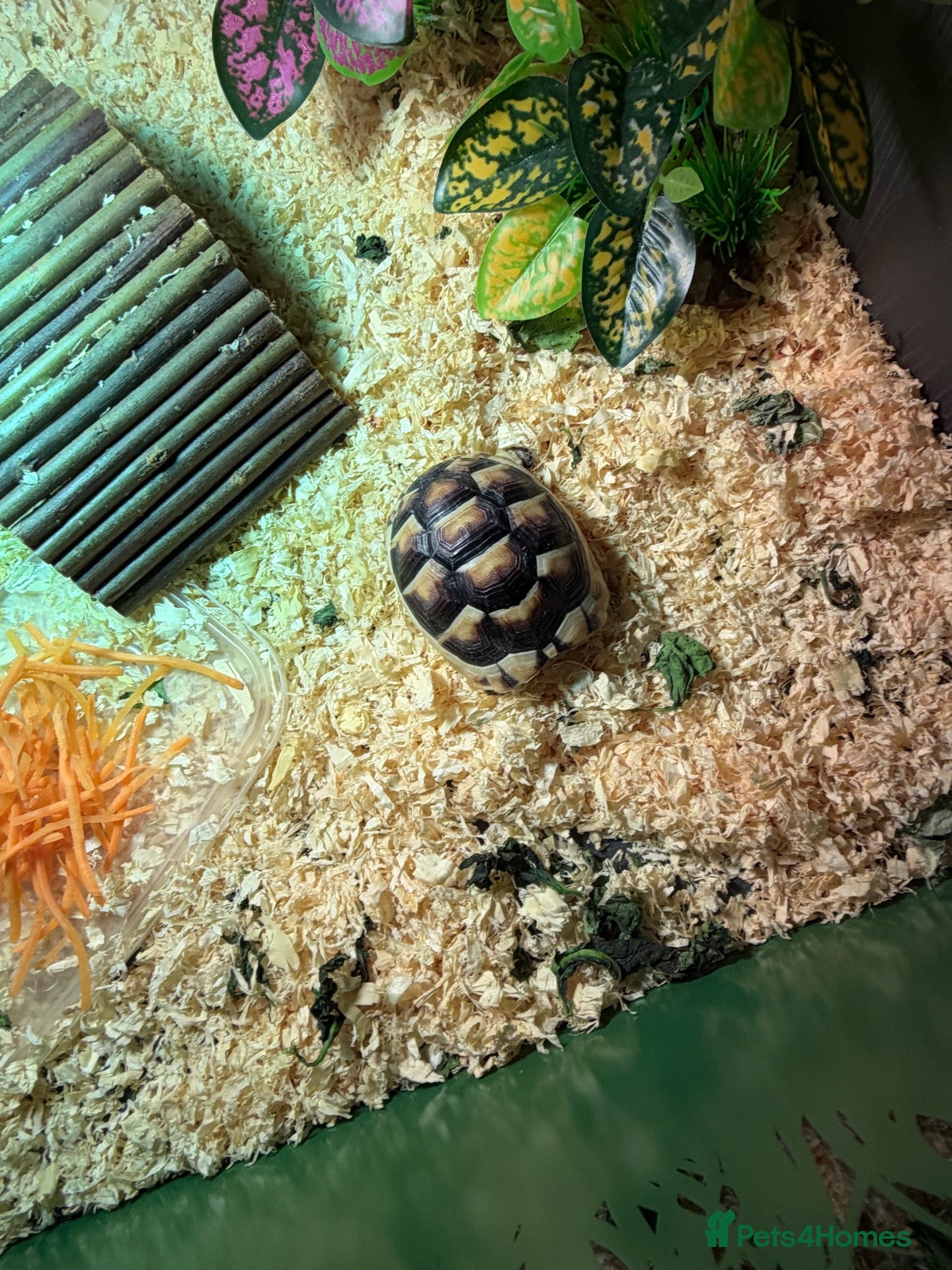 Tortoise reptiles Tortoise - Advert 1