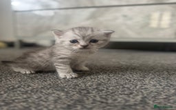 Scottish Fold cats for sale: 🐾 Beautiful Scottish Fold Kittens for Sale 🐾 - Image 11