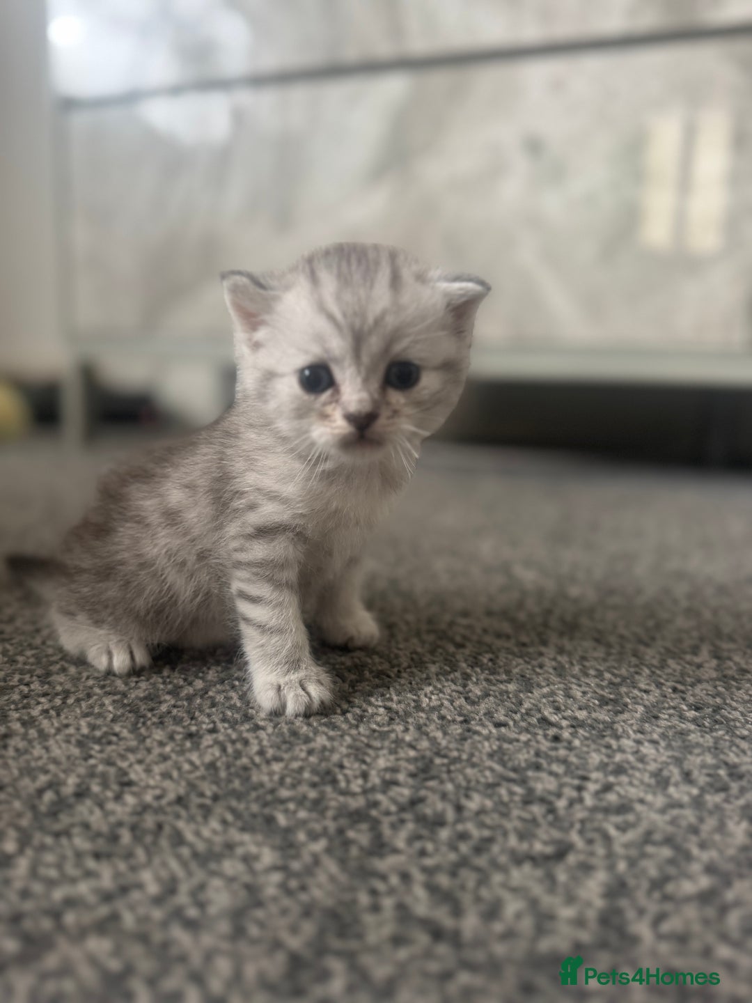 Scottish Fold cats for sale: 🐾 Beautiful Scottish Fold Kittens for Sale 🐾 - Image 11