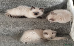 Ragdoll cats for sale: Pedigree Ragdoll Kittens  - Image 9