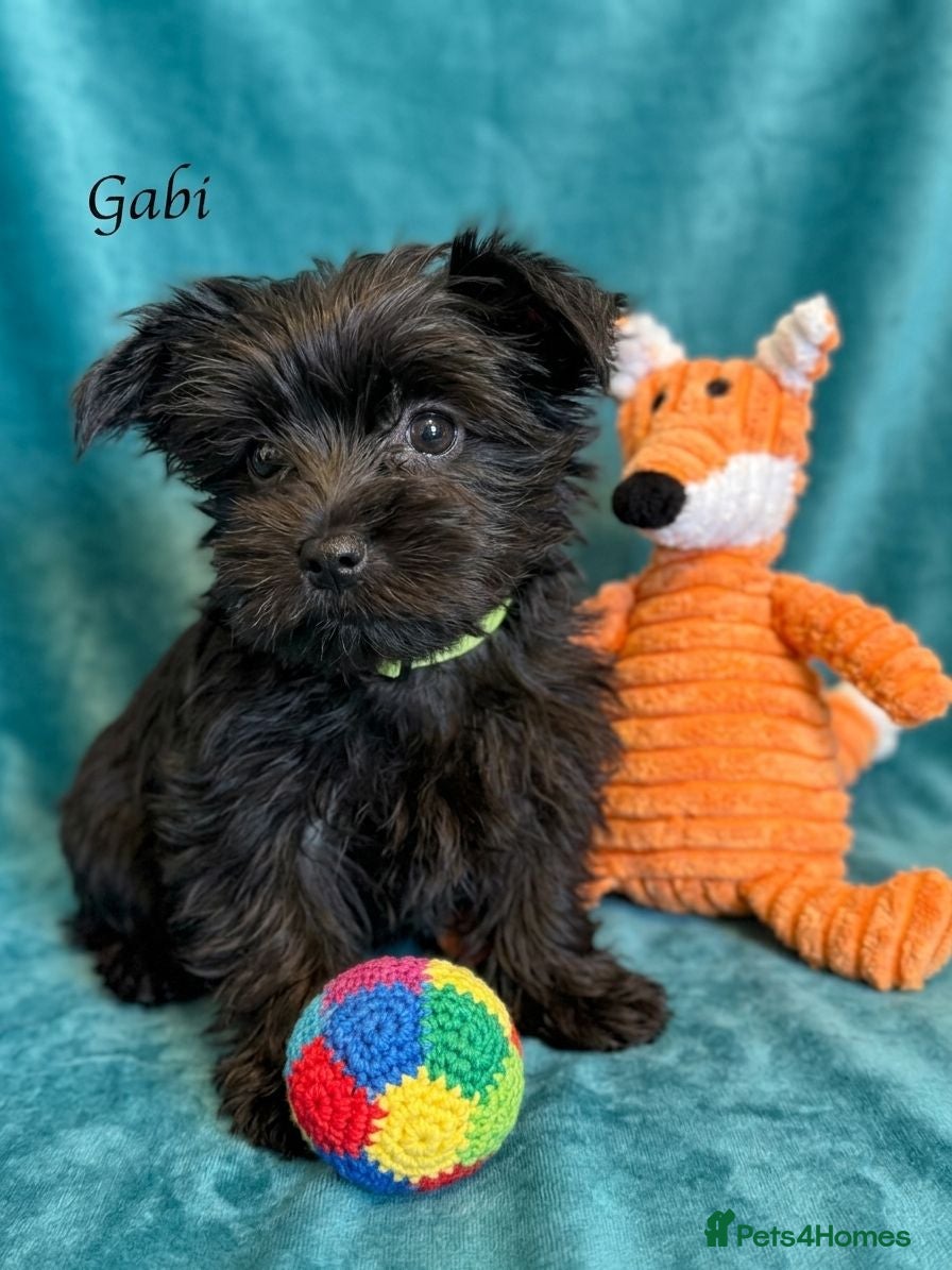 Yorkshire Terrier dogs Last girl with chocolate gen Yorkshire Terrier  - Advert 1