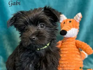 Yorkshire Terrier dogs Last girl with chocolate gen Yorkshire Terrier - Advert 1