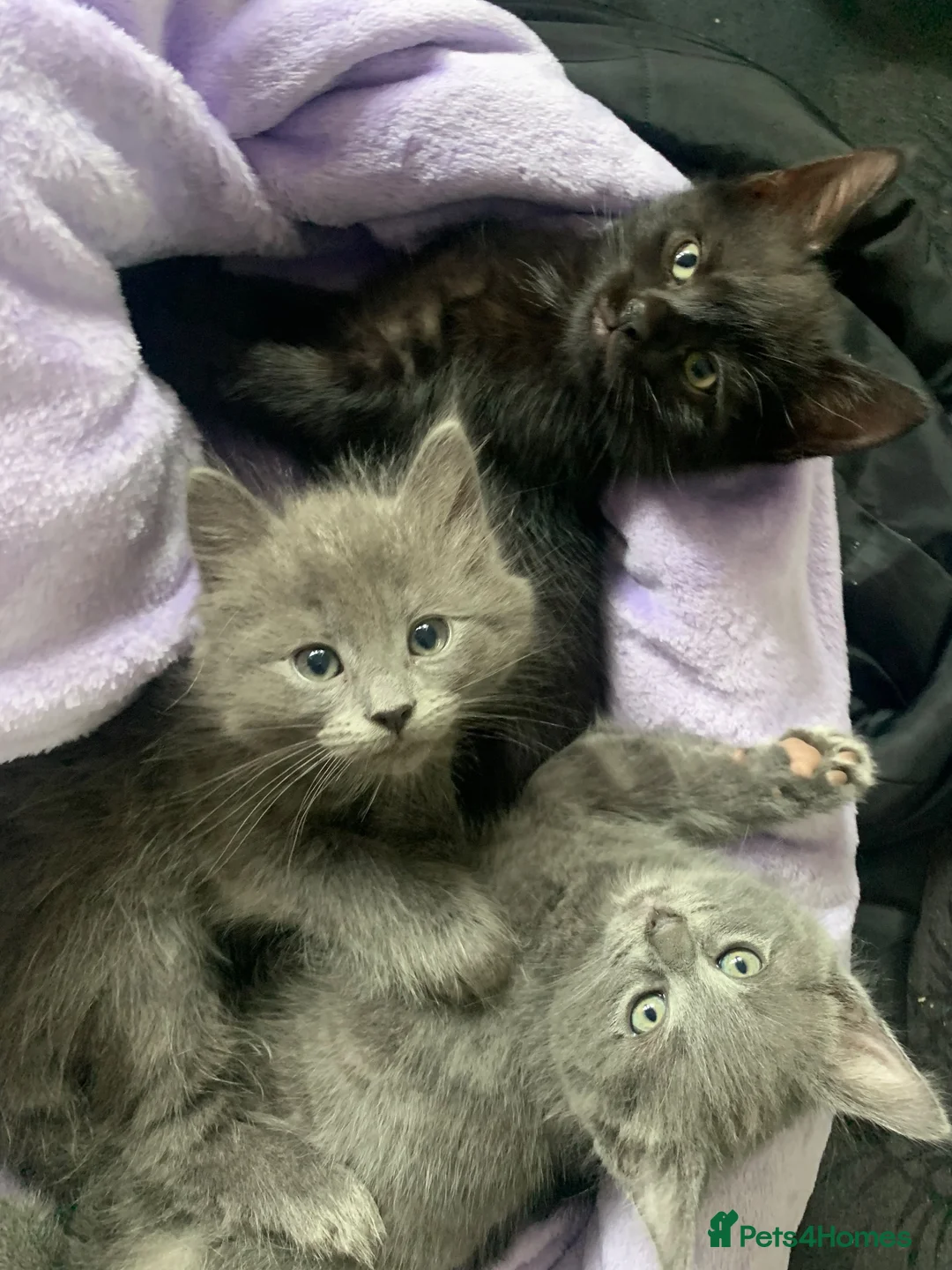 Ragdoll cats for sale: Ragdoll mix  - Advert 1