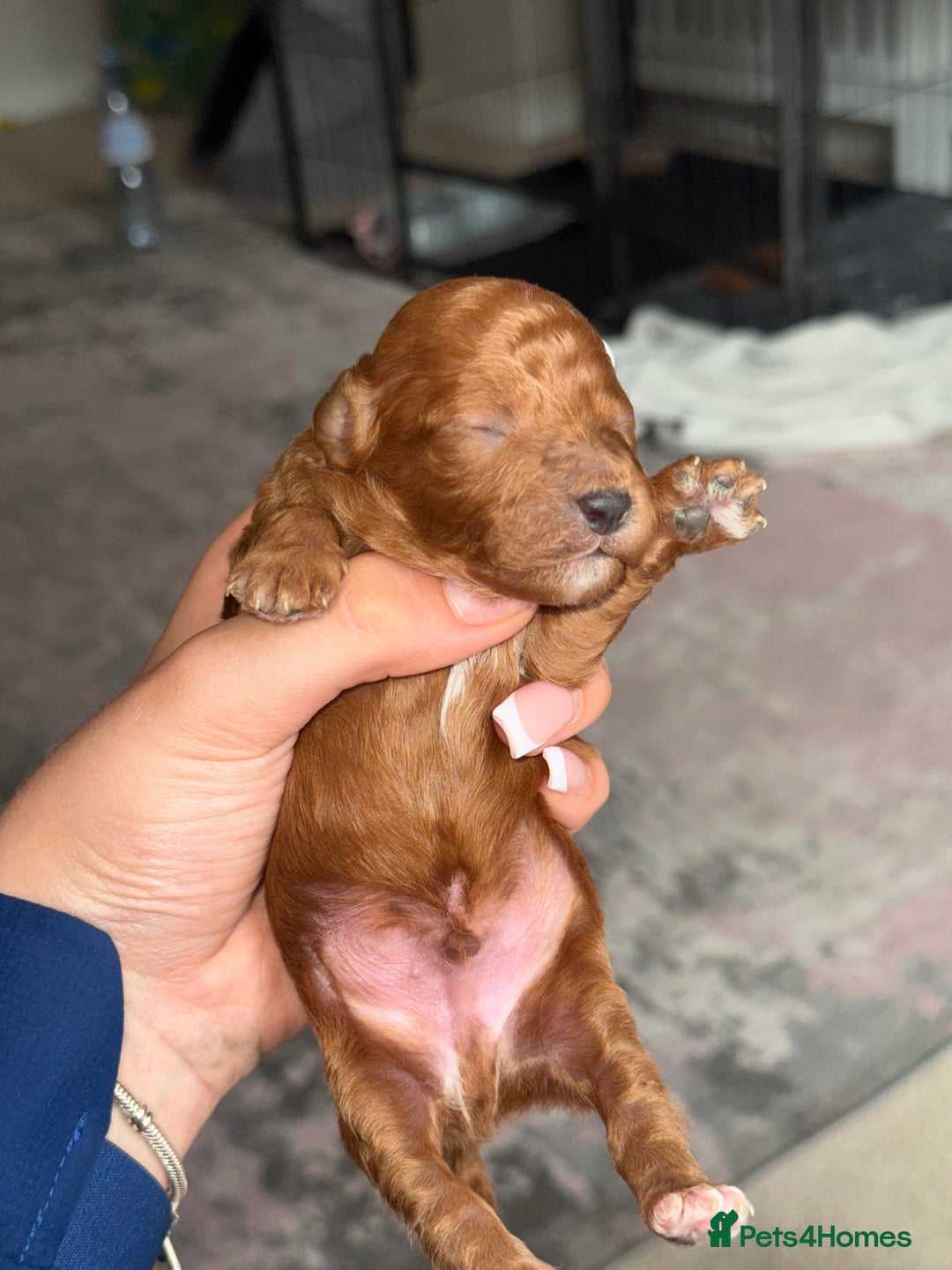 Toy Poodle dogs for sale: Toy poodles deep red. 2 - Image 5